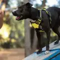 Unleash the Magic: Expert Tips for Choosing Spectacular Stunt Dog Shows