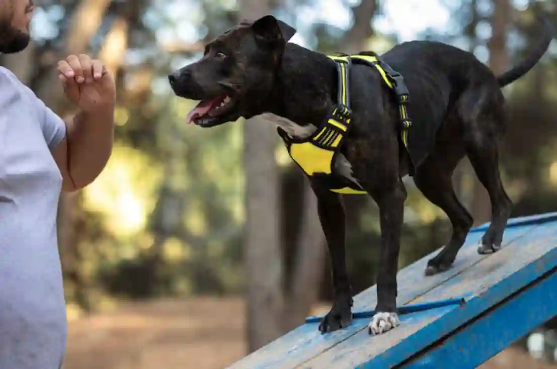 stunt dog shows
